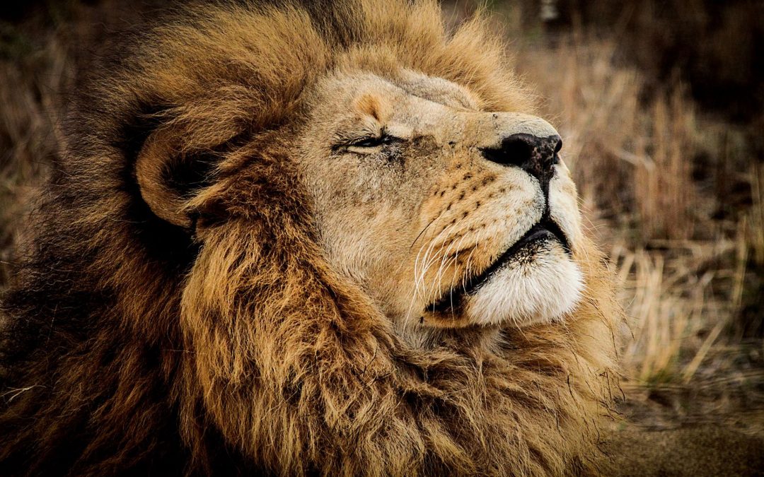 CITES y su fallo a una especie como el león